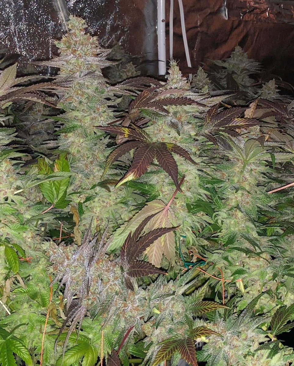 I will beat around the Bush🤣

Telegram link 
t.me/+M7E3py_Fp1ZiO…