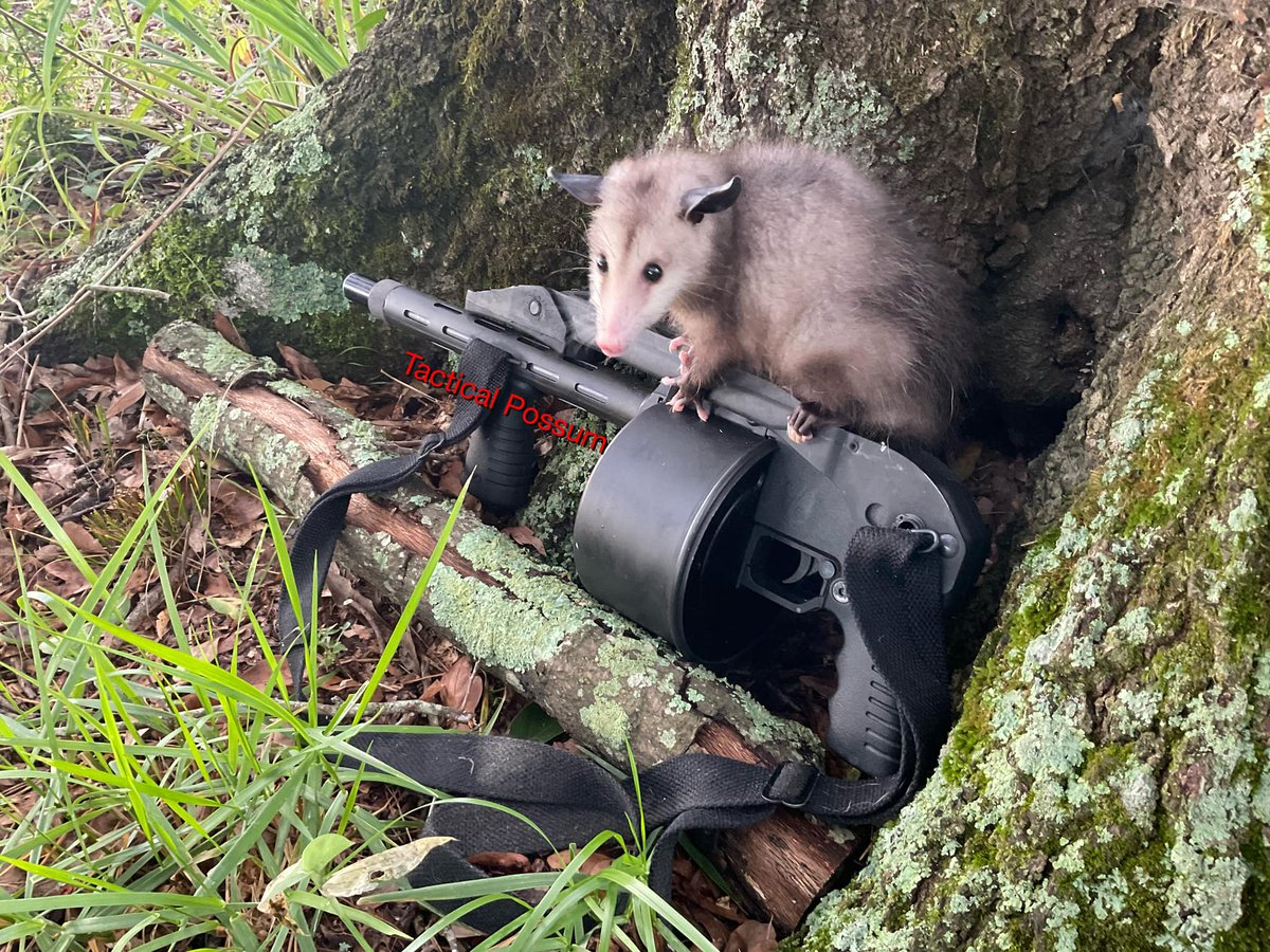Bobzorzz's tweet image. And, with your donation, you can help an opossum gain the means to protect his home, family, and neighbors in the event of a complete extremist government takeover and/or door to door sales-persons.

Just a dollar his way can make the opossum, a-okay!