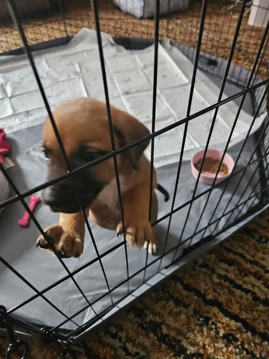 David C. Vorhees tweet media