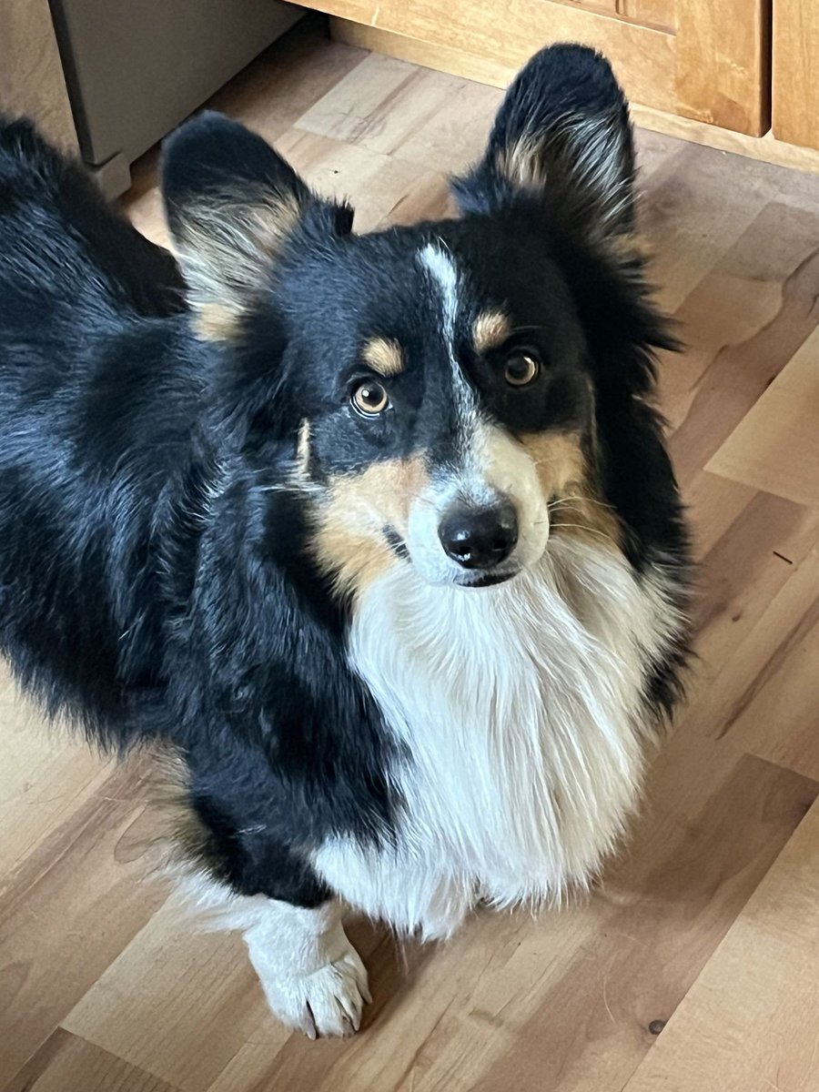 Corgi Every Hour tweet media
