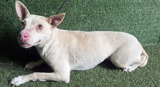 mapleveewesem's tweet photo. ๐๏ธ ๐ ๐๏ธ Beautiful TAFFY is still waiting for a #SoCal hero to give her a home & save her from Lancaster CA ACC. 2 yo, 20 lbs & that's all we know so far. Please share - she only has posts here on X. #SeenEqualsSaved
#A5747357 info ๐ฝ #AdoptDontShop https://t.co/y8wWd5lOjg