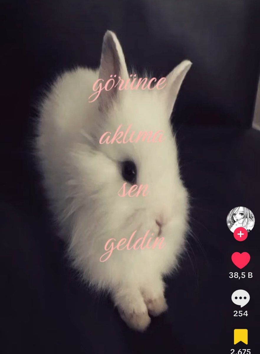 seokques's tweet image. herkesin gozunde my spirit anımal