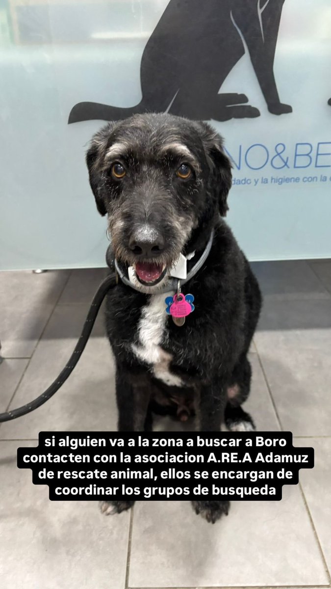 LASAnimal's tweet image. # BORO PERDIDO EN EL ACCIDENTE DE TREN !!