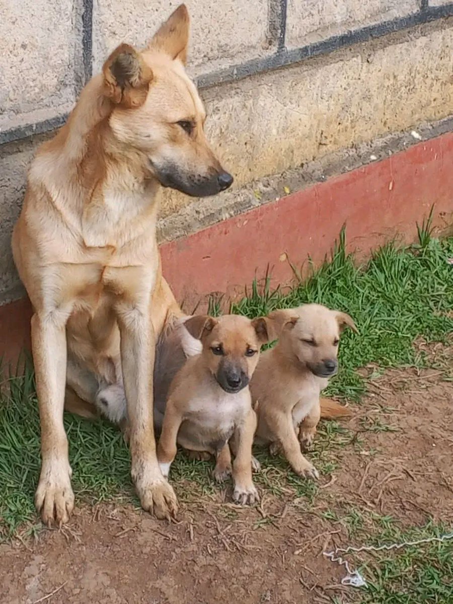 Son_of_Laikipia's tweet photo. "Nyūkwa amūrehire gūkū athiī ūcangiri kū? " https://t.co/NX4lGQVU1o