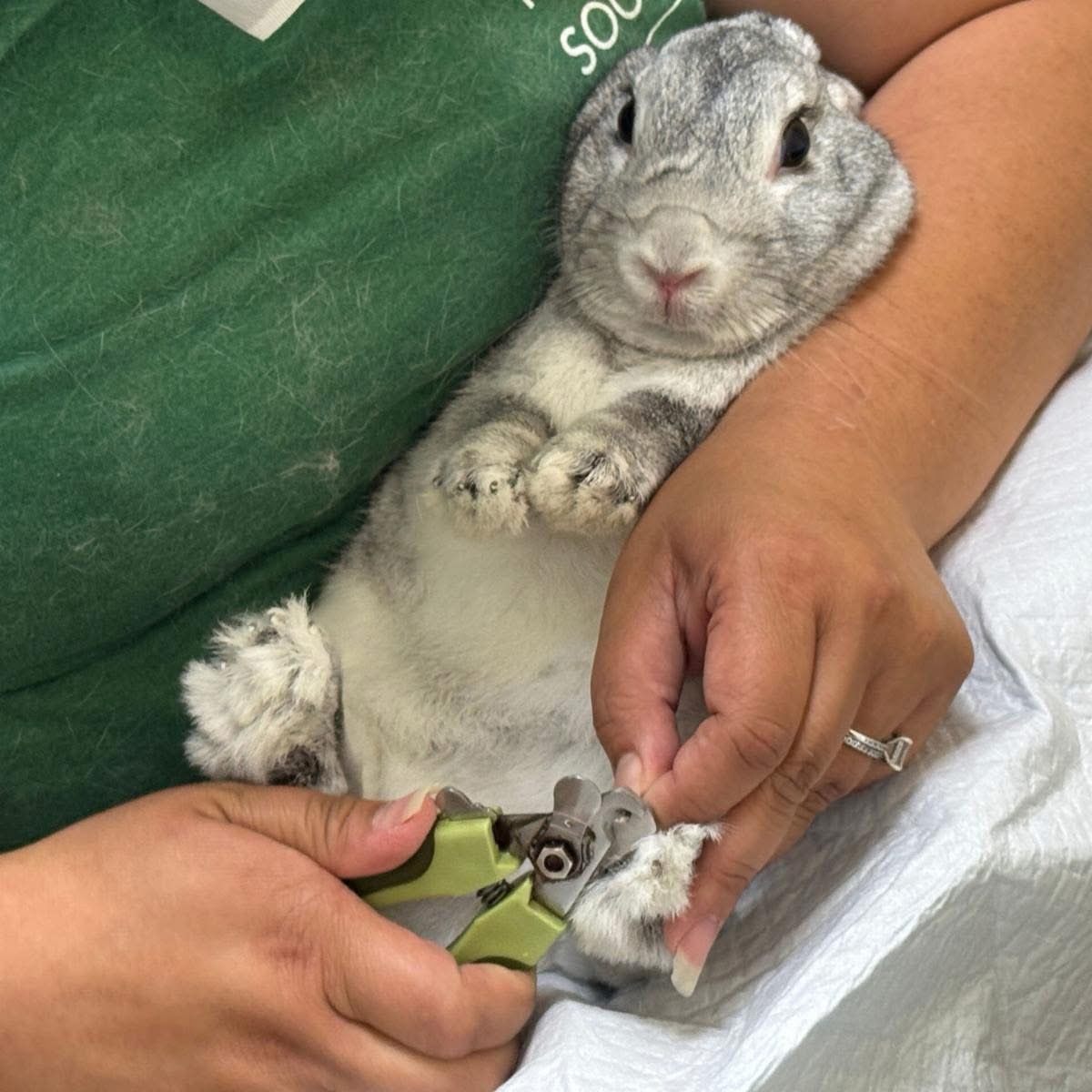 Join us for an in-person Grooming Workshop, Feb. 20! Learn how to safely brush your rabbit, trim nails, and clean anal glands. 🪮🐰

Bring your rabbit (proof of vaccination required) or partner with one of ours. All supplies provided.

Reserve your spot: houserabbit.org/classes