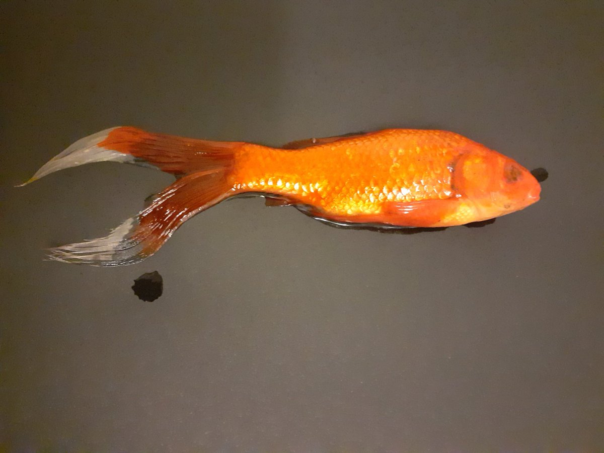 Ce soir j ai trouvé mon magnifique poisson Rouge mort dans le bassin. Il a passé 10 ans chez moi.💔