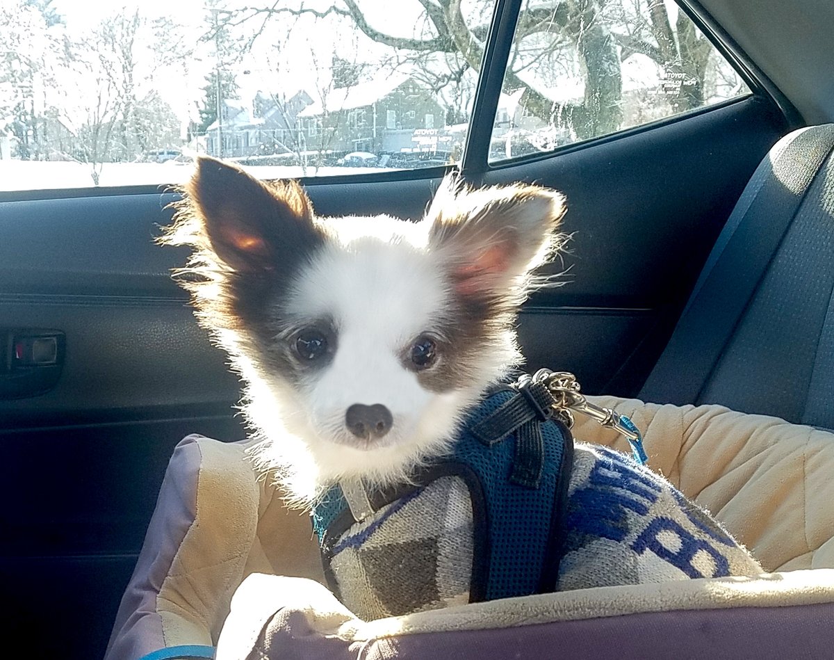 Charlie Boo 💙🐶 tweet media