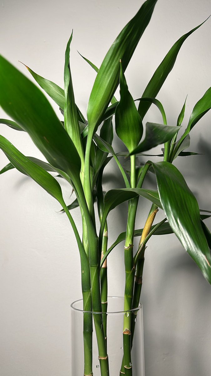 Matcha day 🍵☝🏻