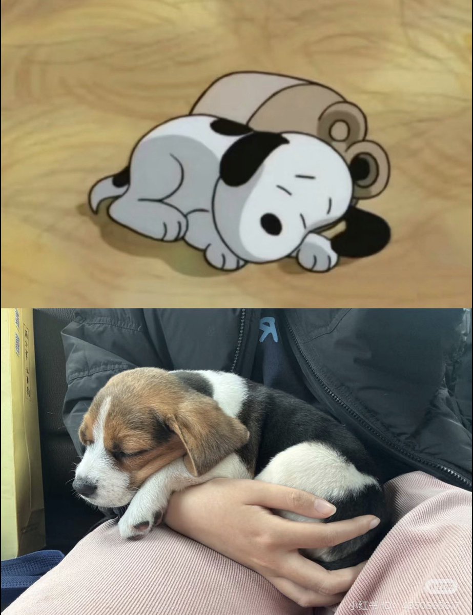 Estoy en revisión de objetivos del año en la oficina y duran todo el día. Solo quisiera estar como Snoopy bebecito en mi camita.