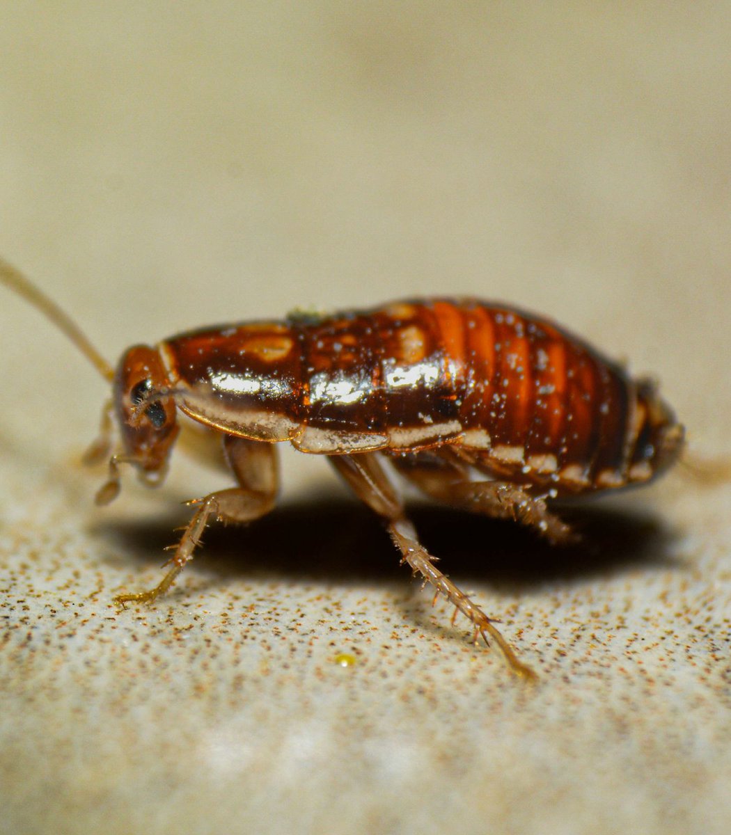 Dexerto's tweet image. A zoo will let you name a cockroach or rat after your ex and have it fed to an animal

The San Antonio Zoo runs the campaign to help people get over breakups while fundraising for animal care