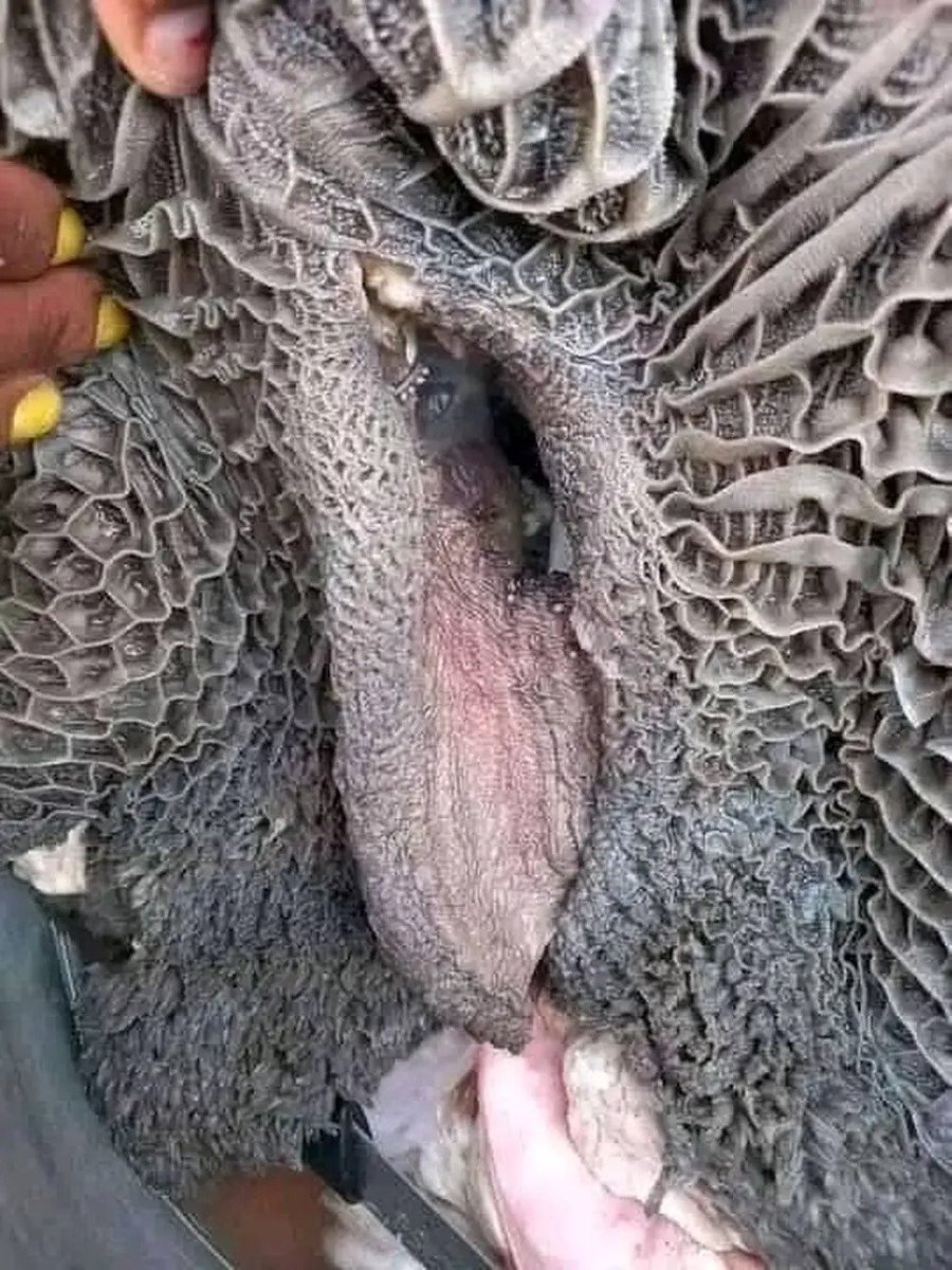 The Good Dr tweet media