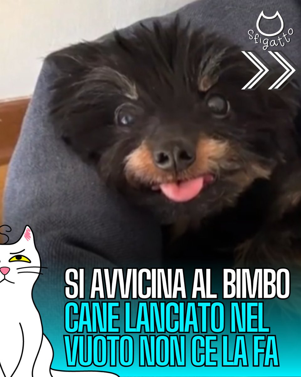 Sfigatto's tweet photo. A Udine un episodio gravissimo ha sconvolto una famiglia e chi ama gli animali.

Pepe, un cane cardiopatico, è morto dopo essere stato lanciato nel vuoto da un uomo che lo aveva visto avvicinarsi a suo figlio.

Non c’è stata aggressività, solo un cane che annusava, come fanno i cani. La paura, però, si è trasformata in violenza.

Pepe è caduto da oltre quattro metri e, nonostante i soccorsi, è morto dopo due ore di agonia.

Ora i proprietari hanno sporto denuncia per uccisione di animali. Prevista una manifestazione venerdì 23 gennaio.