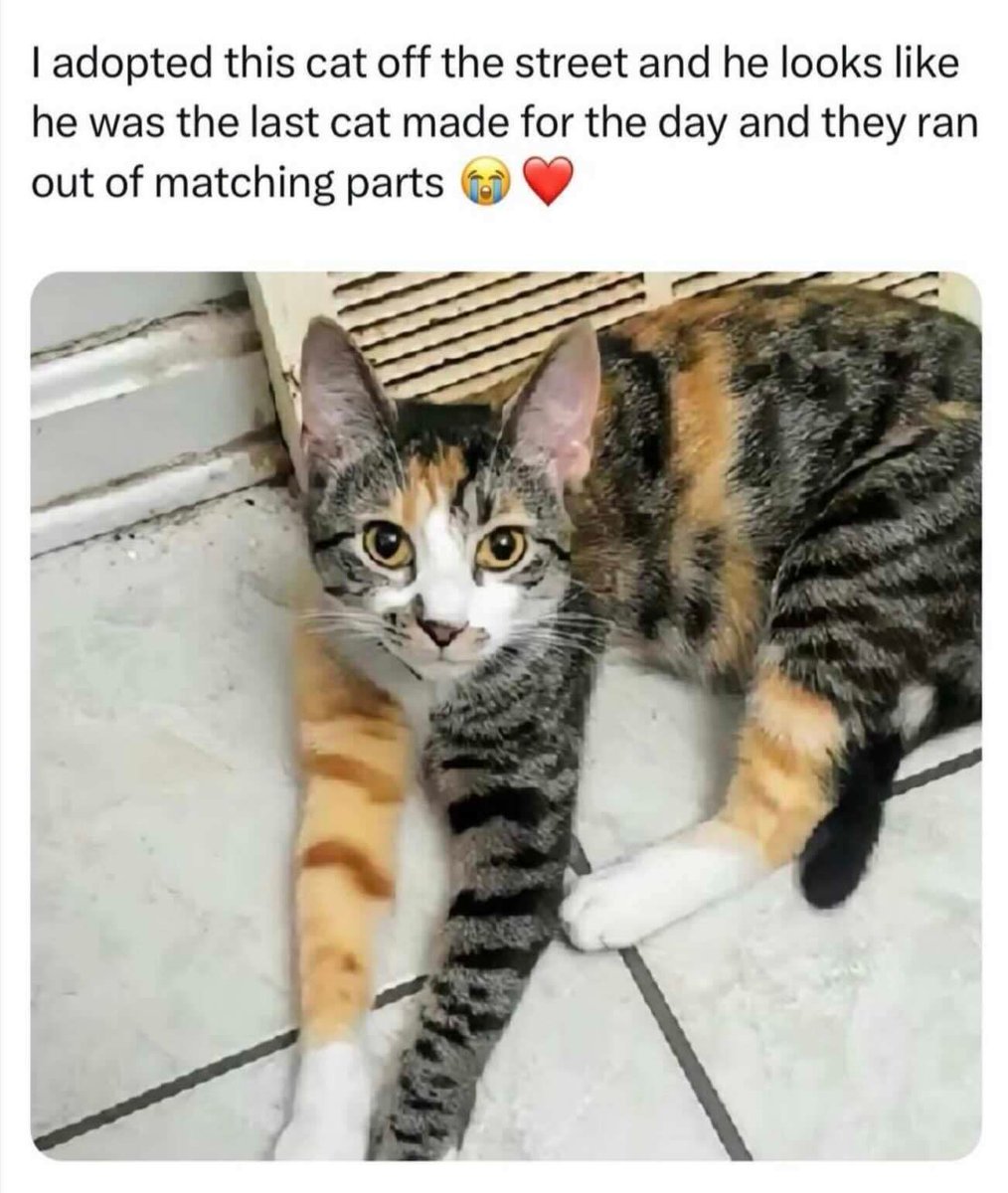 catsnkittys's tweet image. ❤️ ❤️ ❤️