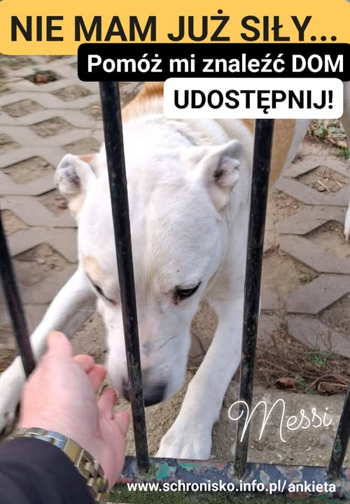 Pozostawiony sam w schroniskowym boksie z tęsknoty i nudy się frustruje, gryzie kamienie😟Nasze  psy zawozimy własnym transportem do domów na terenie Polski i Europy, ale wymagana jest przynajmniej 1 wcześniejsza wizyta w schronisku  (ilość wizyt ustalana jest indywidualnie).