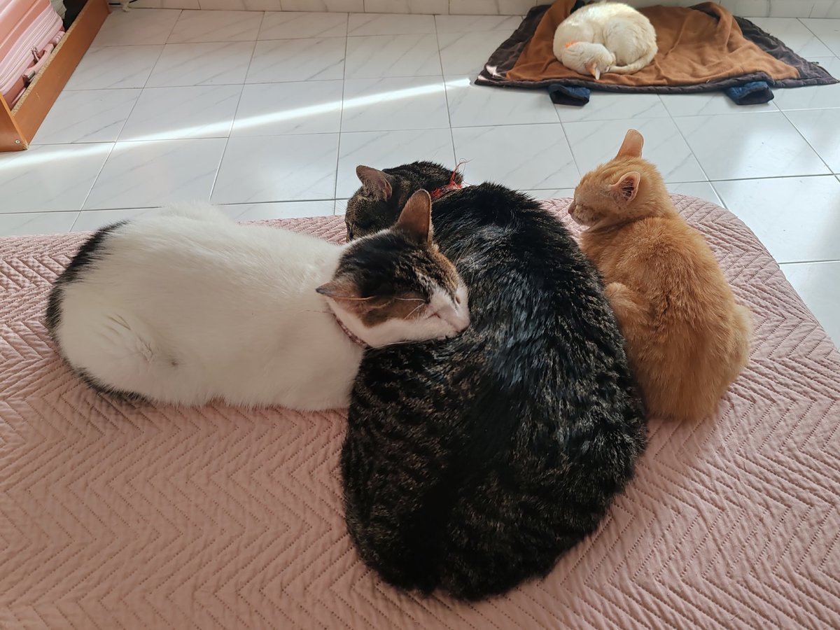LasagnaCat9's tweet photo. (⁠ ⁠◜⁠‿⁠◝⁠ ⁠)⁠ https://t.co/ruieGD1f1P