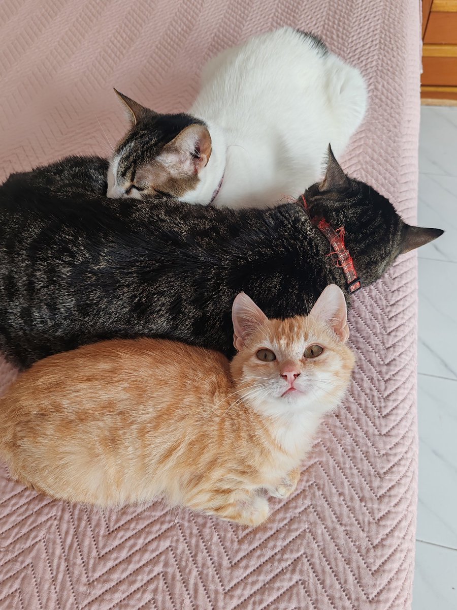 LasagnaCat9's tweet photo. (⁠ ⁠◜⁠‿⁠◝⁠ ⁠)⁠ https://t.co/ruieGD1f1P
