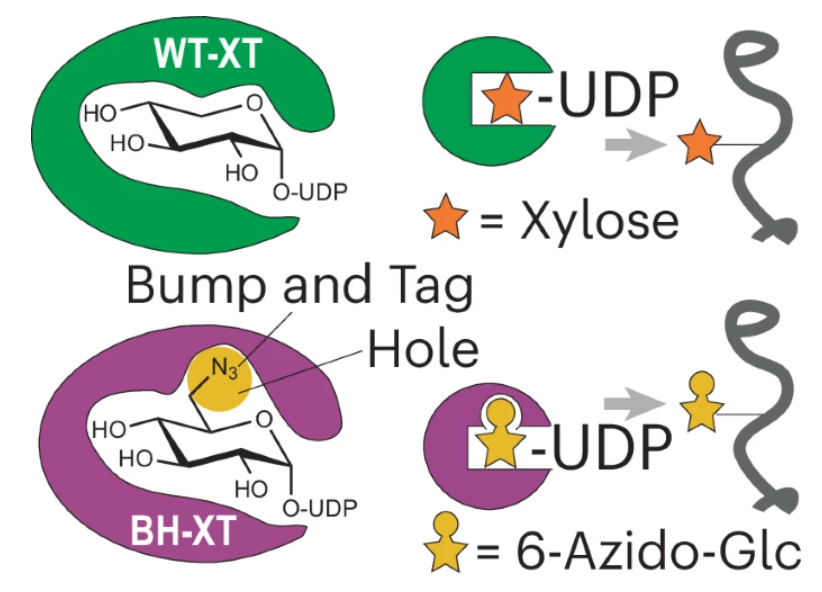 Nature Chemical Biology tweet media