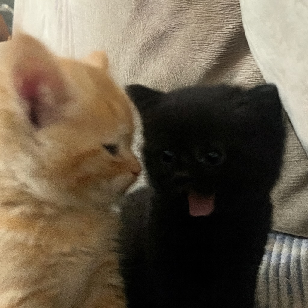 catsdotjpg's tweet image. 