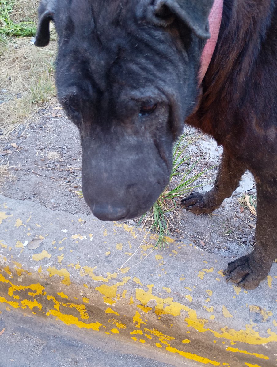 🆘NO TENEMOS ALIMENTOS !
es tan triste mirarlos y no poder darle una comida , nos parte el corazón 💔
⚠️LA SITUACIÓN ES DESESPERANTE MAS DE 100 ANIMALES DEPENDEN DE NOSOTRAS PARA COMER !
PONEMOS DE NUESTRO BOLSILLO NO ALCANZA !

🙌ALIAS PATITASBUDGE 
MAGDALENA CACERES