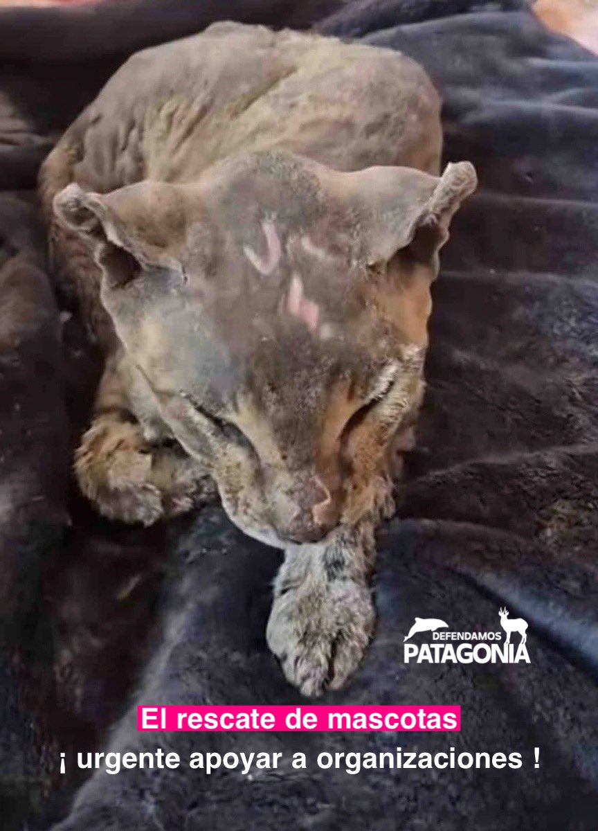 ✅✅✅ ¡Urgente! 
Incendios forestales en Biobío y Ñuble están dejando a cientos de mascotas sin hogar. 

🐾💔 ¡Ayudemos a quienes los rescatan y rehabilitan! 🐶🐱

Apoya a organizaciones que trabajan arduamente para salvar vidas:

Dona, adopta, comparte. 
¡Cada acción cuenta! 💖