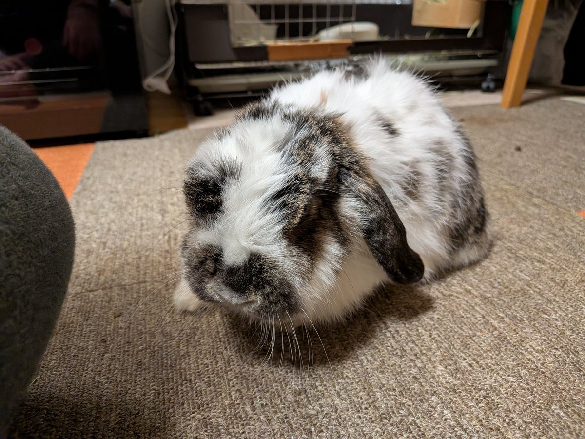 もも♀🍑@うさぎパパ (@momorabbit21) / Posts / X