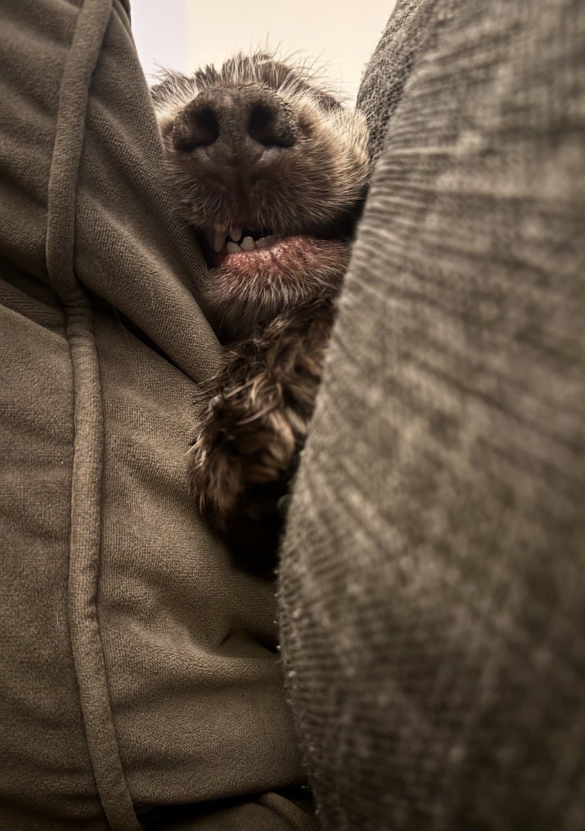 How?? 

How am I meant to watch television with these teef sitting next to me??