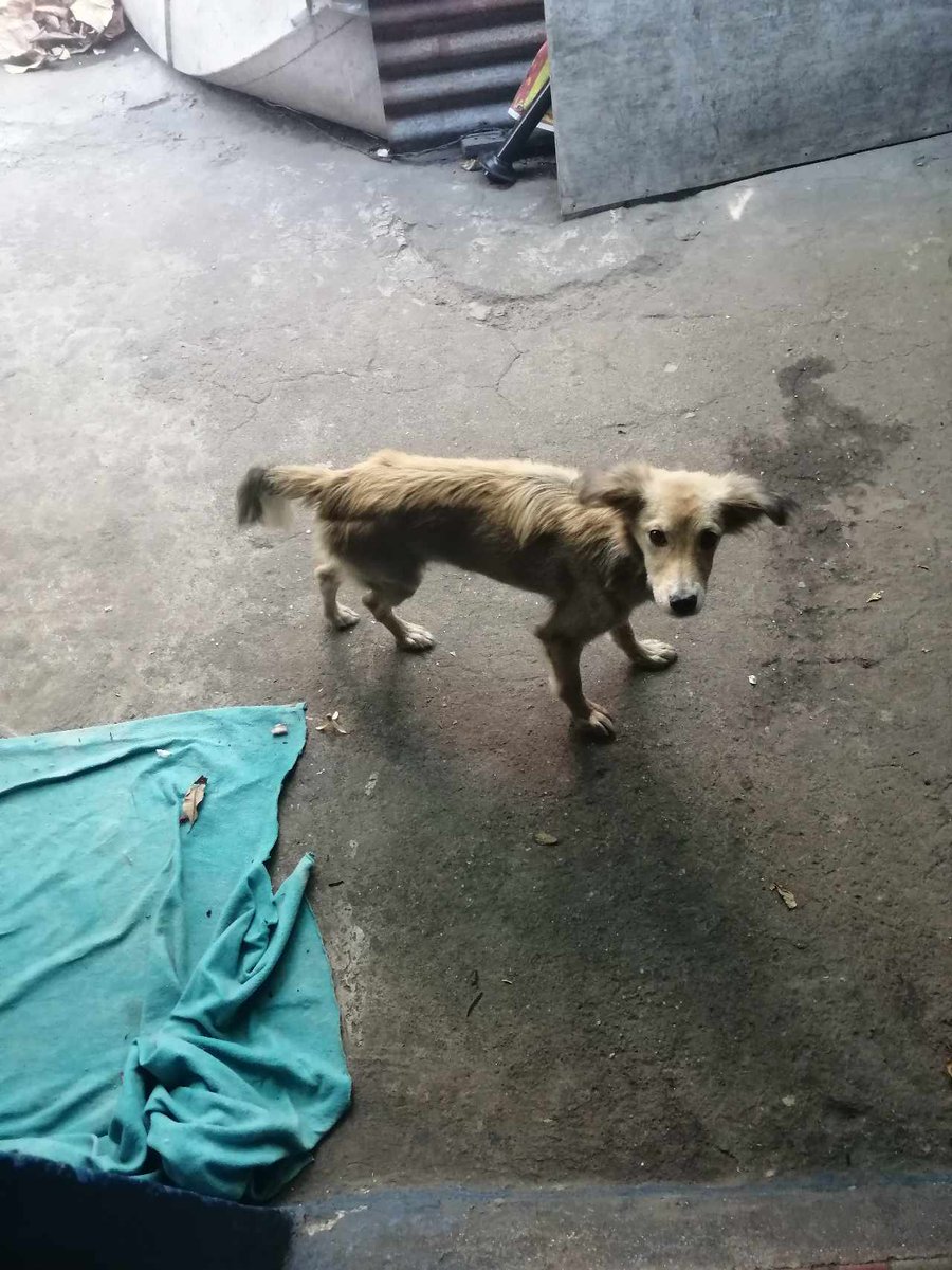 lyssitta's tweet photo. #URGENTE ‼️ 🆘 🚨
#emergenciacanina 🆘 🚨

SEGUIMOS CON EL CASO DE LOS PERRITOS DE COMALAPA 

SE SOLICITAN HOGARES PARA LOS PERRITOS Y LA INTERVENCIÓN DE LA ALCALDIA ‼️

"Esto es en la comunidad modelo 3 autopista a comalapa abajo de jardines del recuerdo, San Salvador 
Son unas señoras  acumuladoras ,  adentro de la casa todo esta lleno de madera por todos lados ni caminar se puede
Tienen  4 perritos 2 gatos y un chompipe también se escucha
Una de ellas vino de Estados Unidos y la otra padece de enfermedad mental y es ella la que trae los perros y ahi  no les da de comer a veces se va hasta por 4 dias y los perritos pasan llorando
Hace dos dia por la noche se salió uno y ella cuando llegó lo dejo amarrado ,también cubrió a donde se les puede pasar comida "

YA LA DENUNCIA LA PUSIERON AL CAM, EL DIA MIÉRCOLES , PERO HASTA LA FECHA NO SE HAN PRESENTADO A INVESTIGAR
@marioduran
@alcaldia_ss