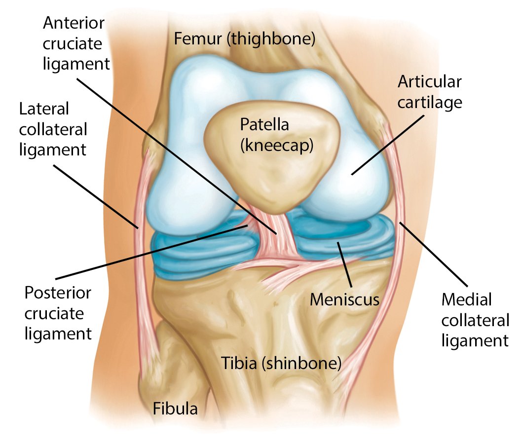 CrovettiOrtho's tweet image. Are knee clicks &amp;amp; pops normal? Here’s what they might mean. orthoinfo.aaos.org/en/diseases--c… #KneeHealth #OrthoTips