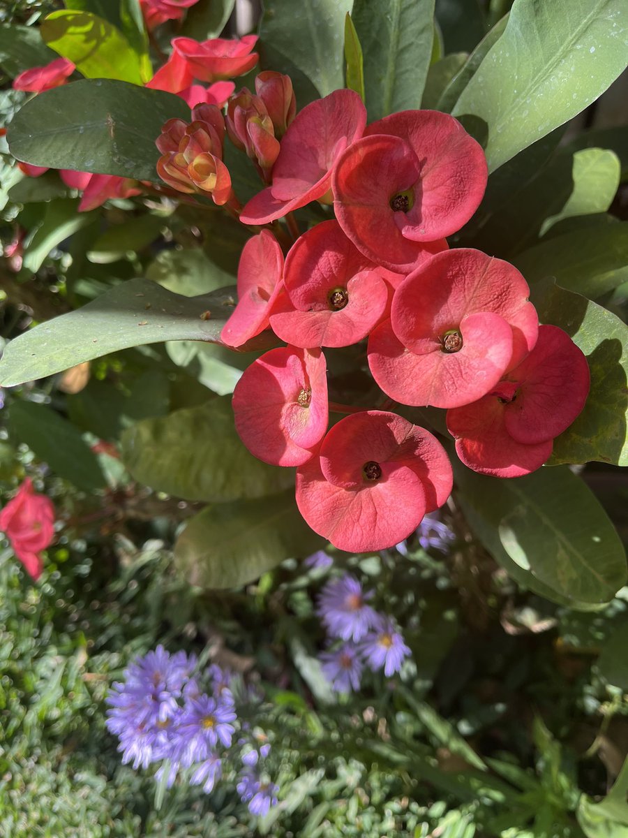 Se  diría que la luz emana de las flores.