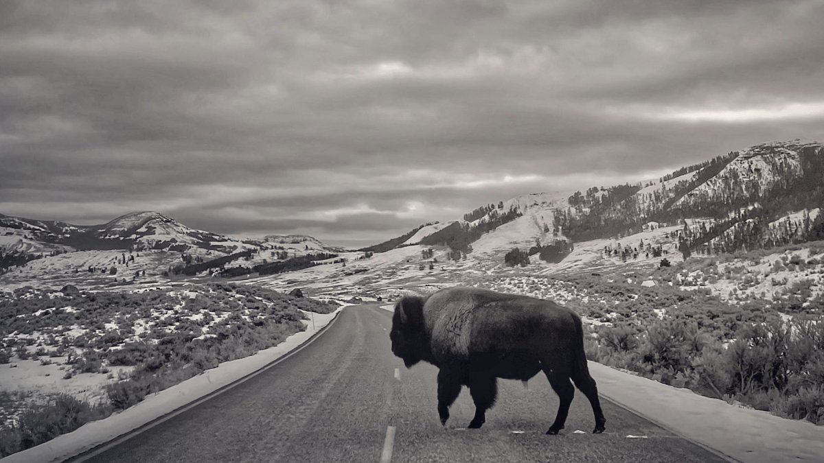 bisontattooguy's tweet photo. A bison crossing the road in Yellowstone National Park. https://t.co/jCzlE7i4se