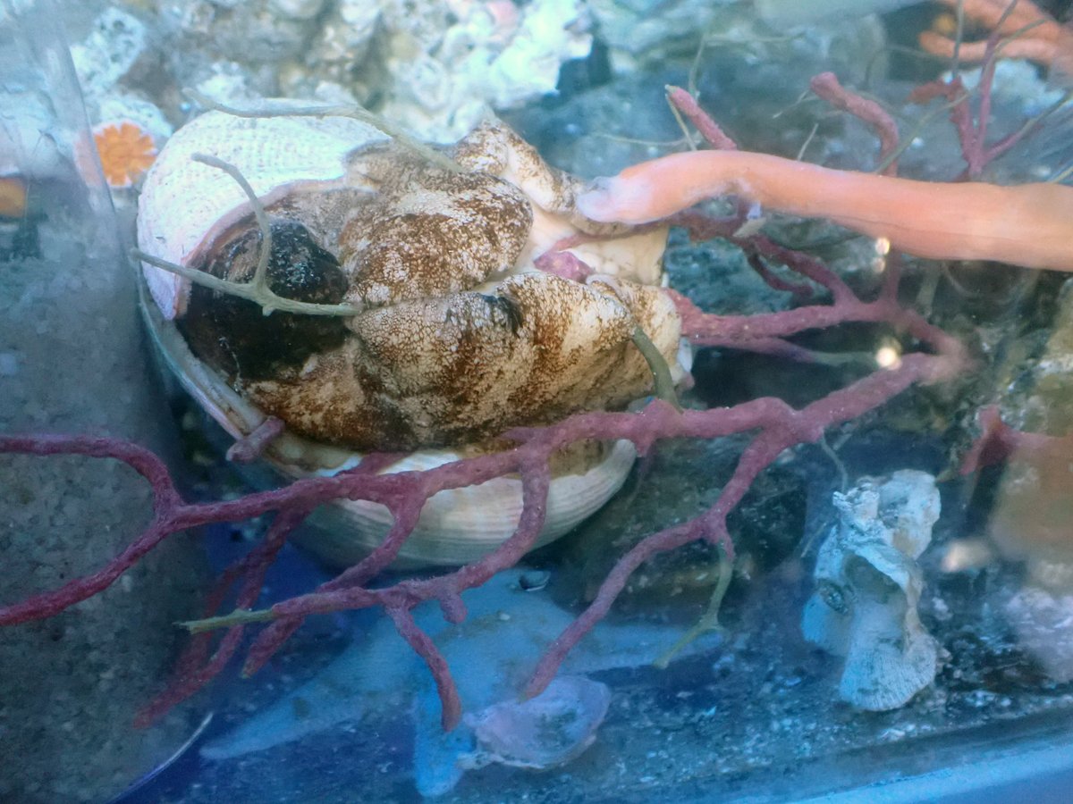 ミナミノオキナエビス Microshells: Pleurotomaria westralis ミナミノオキナエビス