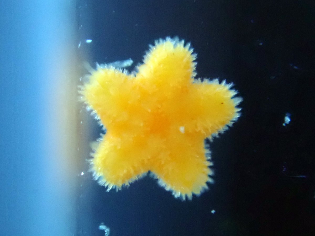 土方牡丹 (@botan_hijikata) / Posts / X