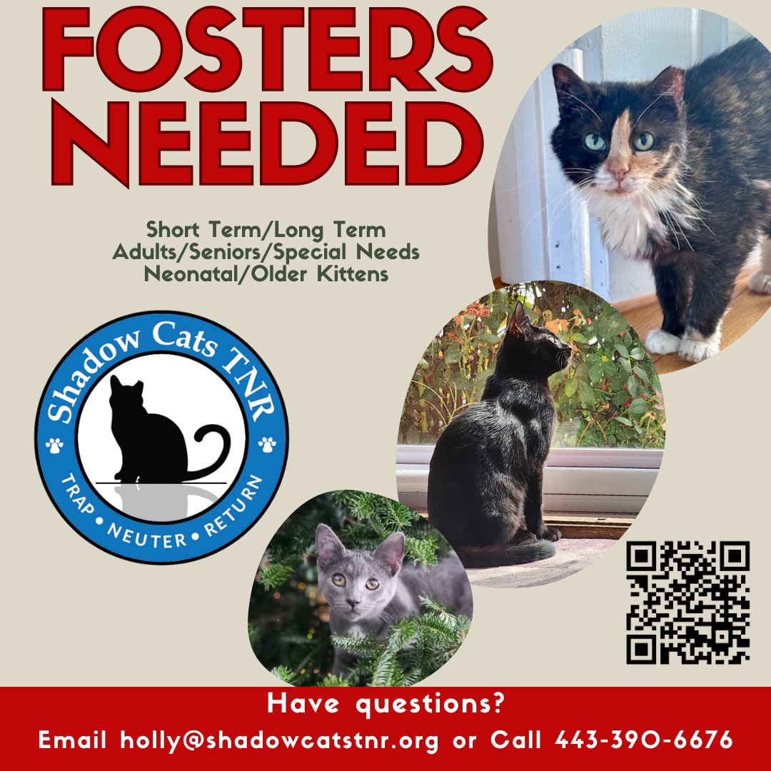 ShadowCatsTNR's tweet photo. URGENT: Foster homes needed ASAP!!

We are beyond capacity and desperately need foster homes for cats in our care.  Fostering saves lives. You only need a spare room or space to help! 

https://t.co/xwjguIny8u 

#fosteringsaveslives #fostercats #cats #kittens #volunteer https://t.co/O4qZWy91Vr