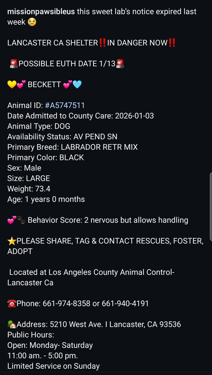 Foster a shelterpet at ZERO COST🐾 tweet media