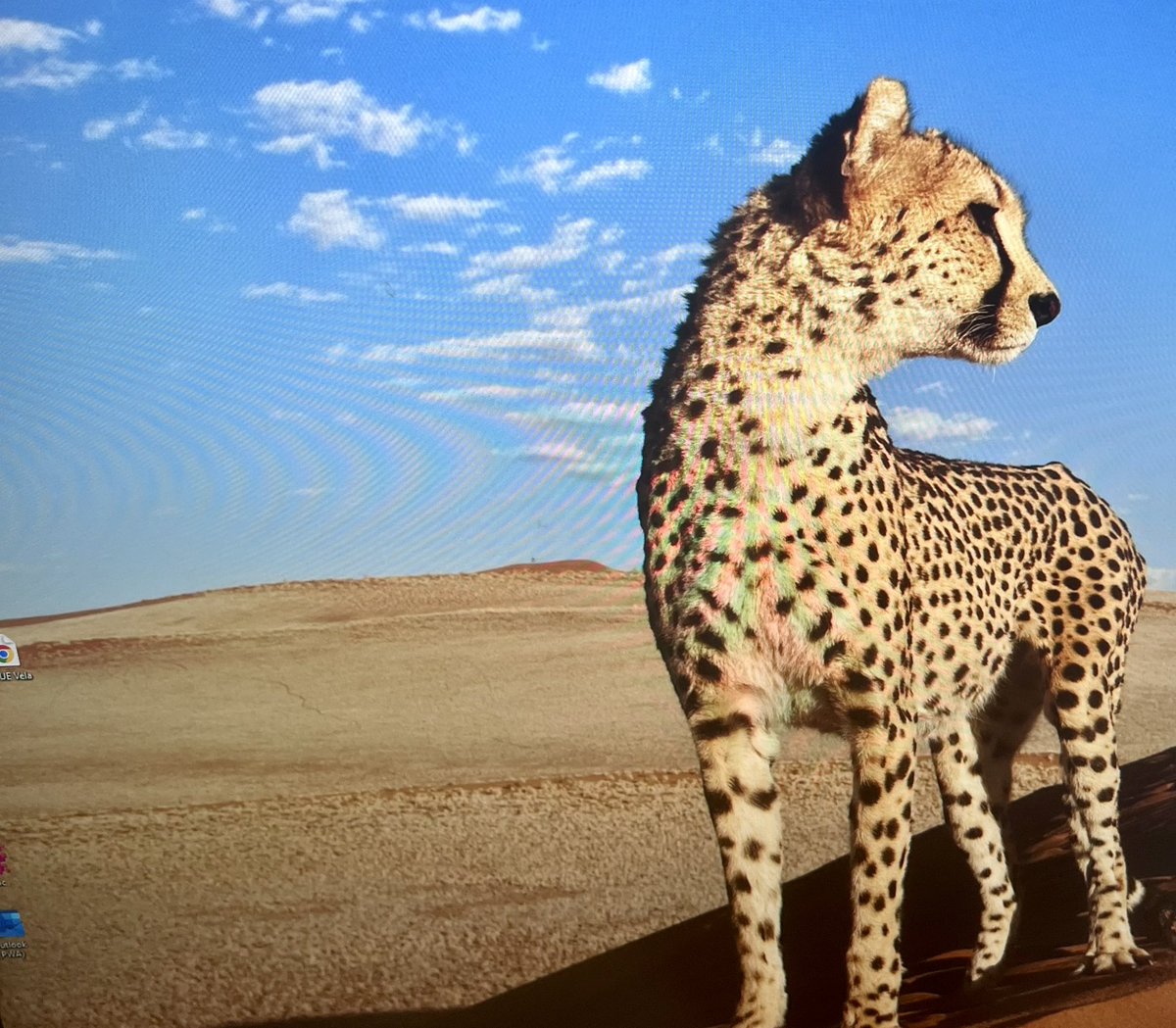 Almost time for 4pm <a href="/FOX8NOLA/">FOX 8 New Orleans</a> #news #nola with <a href="/robmassonfox8/">Rob Masson</a> getting ready and giving a view from his work desk with his powerful #cheetah computer screen picture .