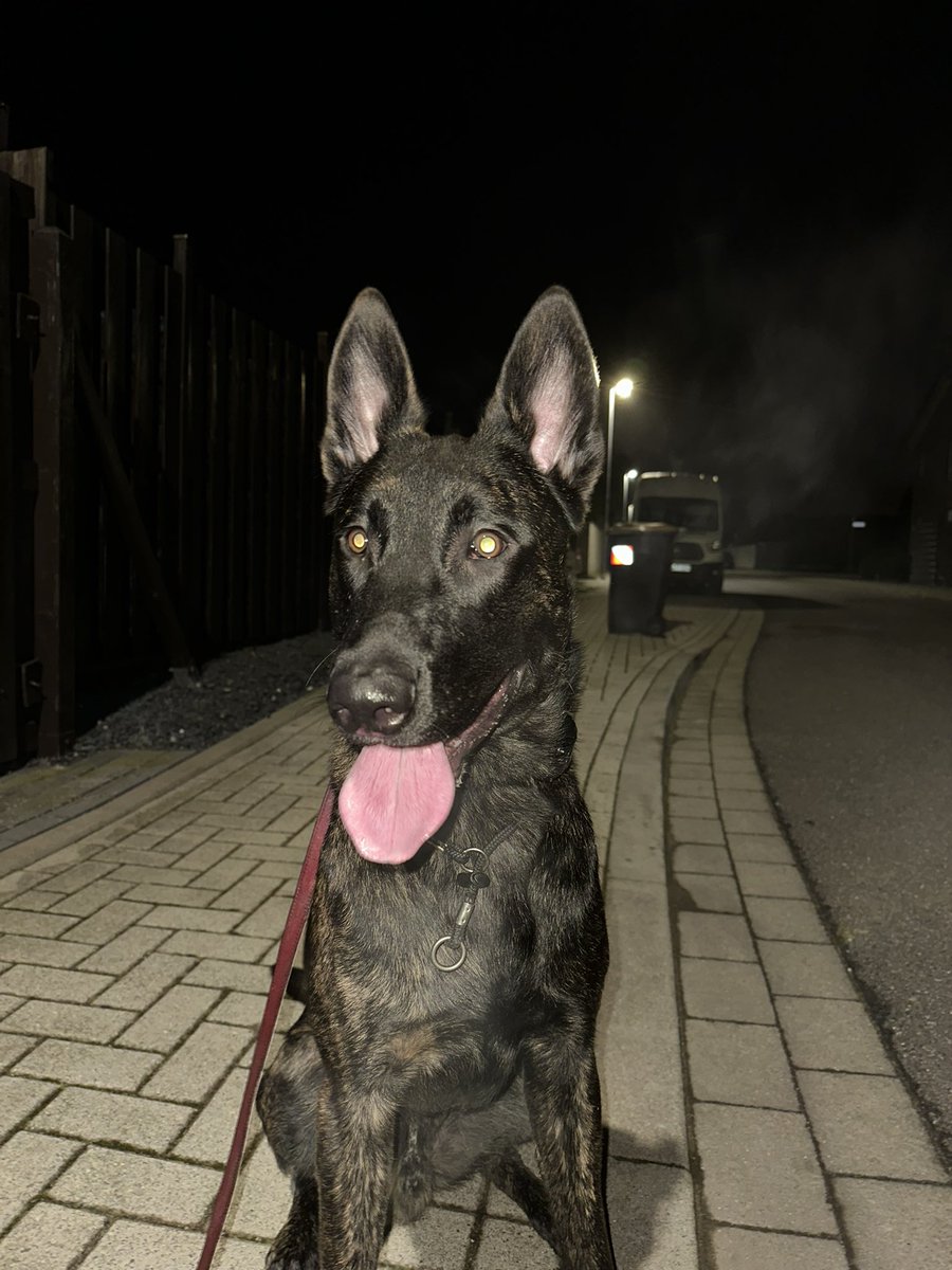 Atesidol's tweet photo. @barisssn Sen bu isleri birak gel benim köpekle spor yap stresin gider https://t.co/DwLVSCnbEw