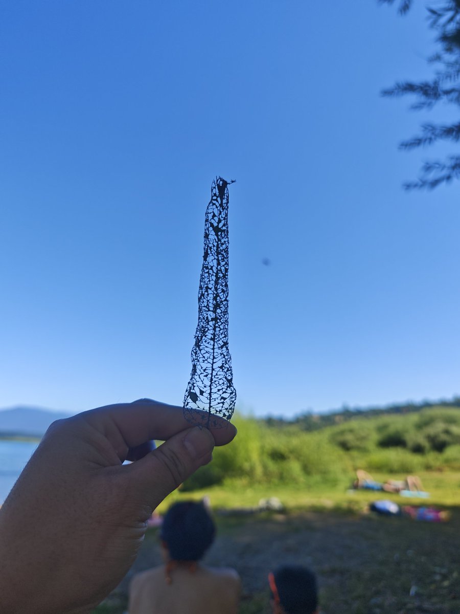 Habían visto una hoja así ?