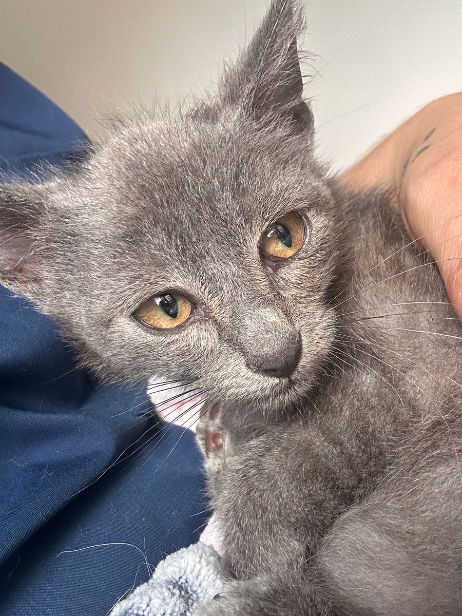 Volvimos a rescatar gatitus de la quebrada, los que me siguen hace rato saben qué significa. Tenemos por ahora 4, ya se les puso desparasitante, anti pulgas, medicamentos para la diarrea y la conjuntivitis, pero necesitamos ayuda para la caja de pruebas y hogares de paso.