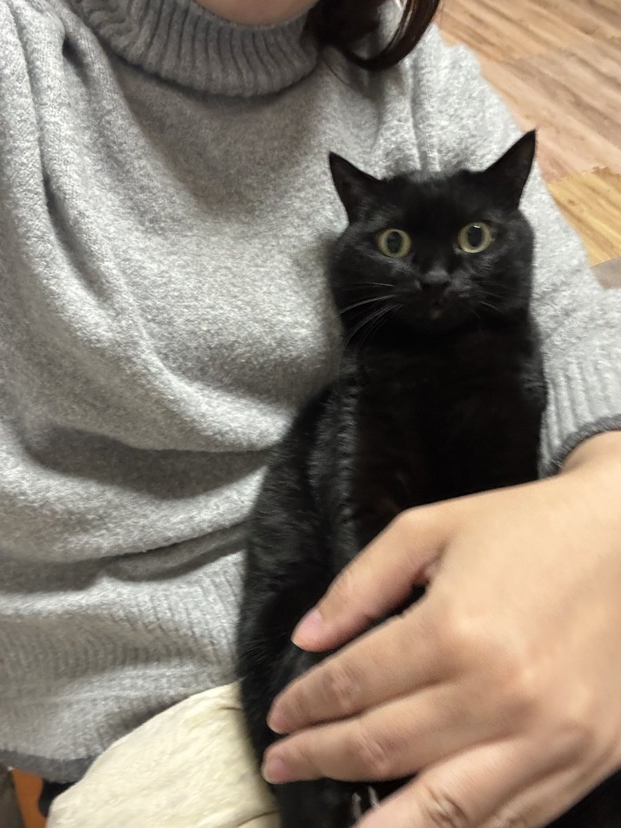 黒猫あさり tweet media