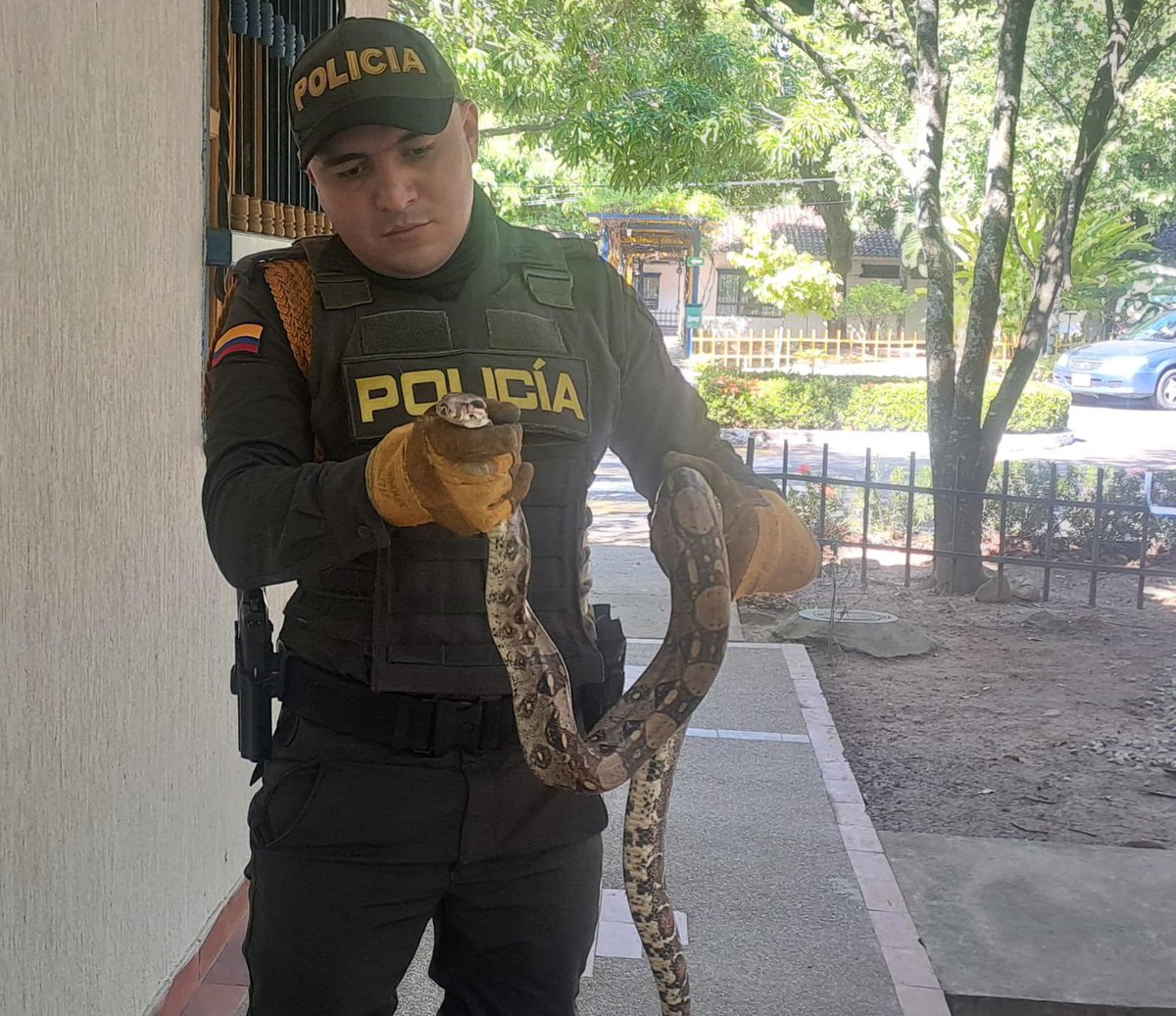 Gracias a un oportuno llamado de la comunidad, las autoridades se desplazaron hasta el barrio El Centro, donde fue reportada la presencia de un animal silvestre. En el lugar se logra observar una serpiente de la especie Boa constrictor garantizando en todo momento su integridad.