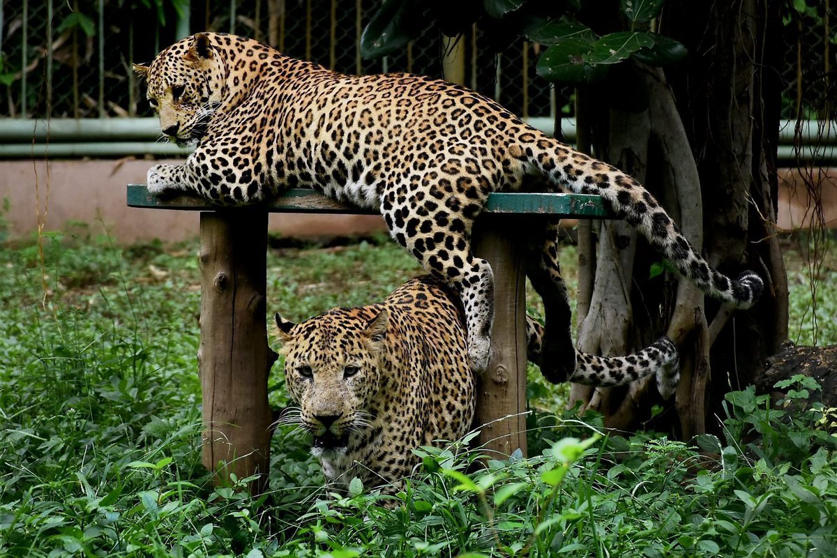 STORY | Leopard enters sweet shop in Daman, rescued after 10 hours

A leopard entered a sweet shop in the Union Territory of Daman, triggering a 10-hour rescue operation by forest personnel before it was safely captured, officials said.

READ | ptinews.com/story/national…

(PTI File
