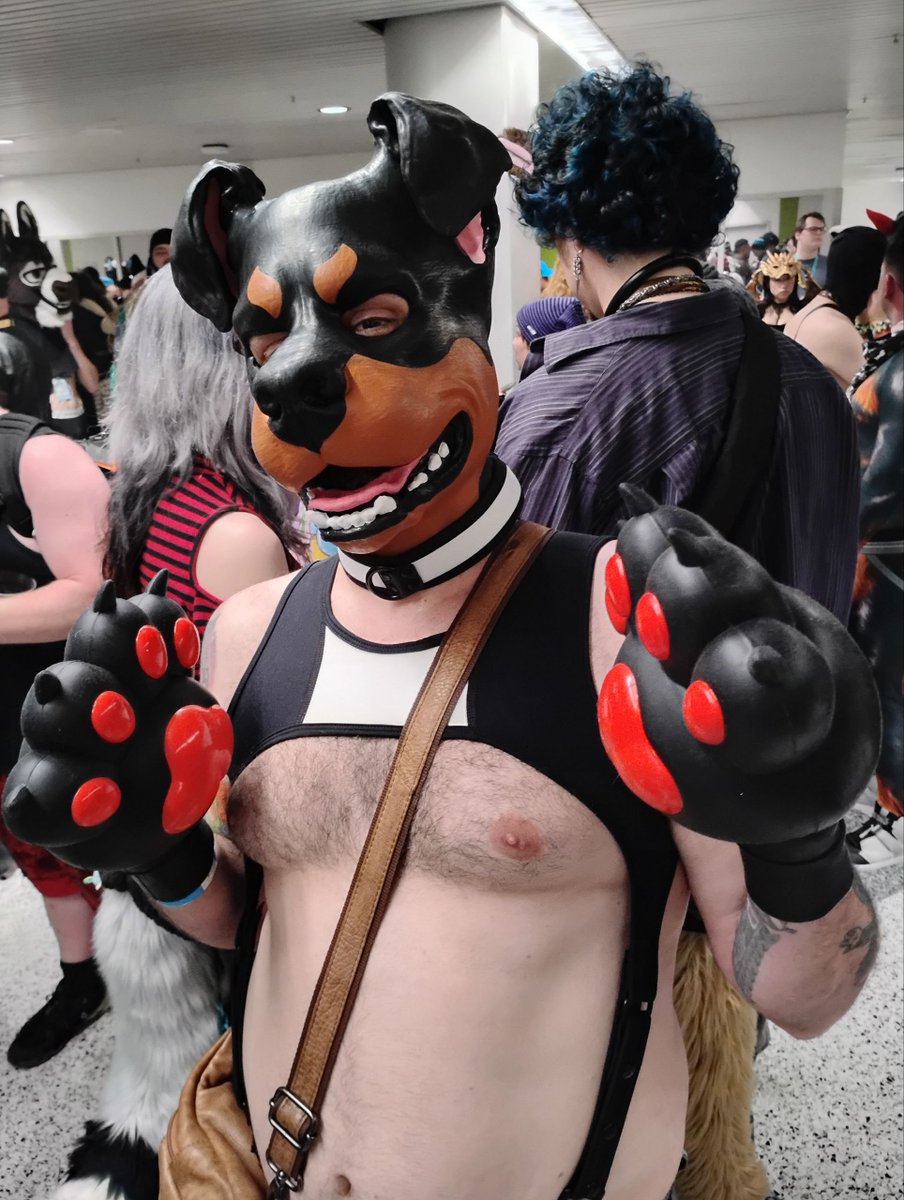 GatorRottieAD's tweet photo. Rottie things https://t.co/IIzszSwxBI