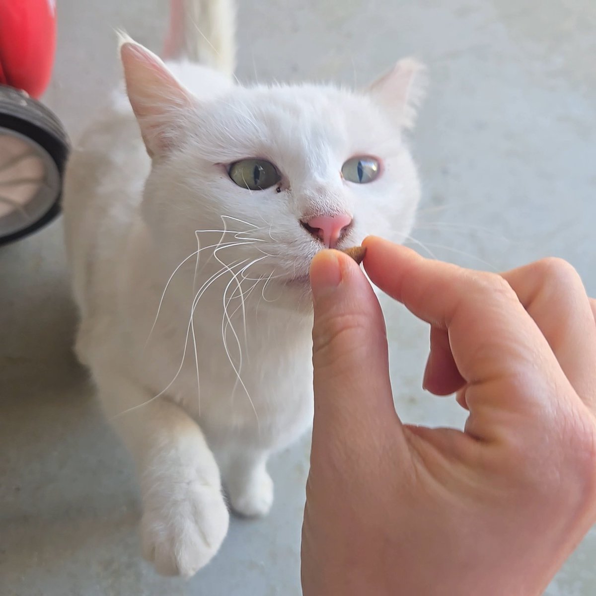우리집고양이 tweet media