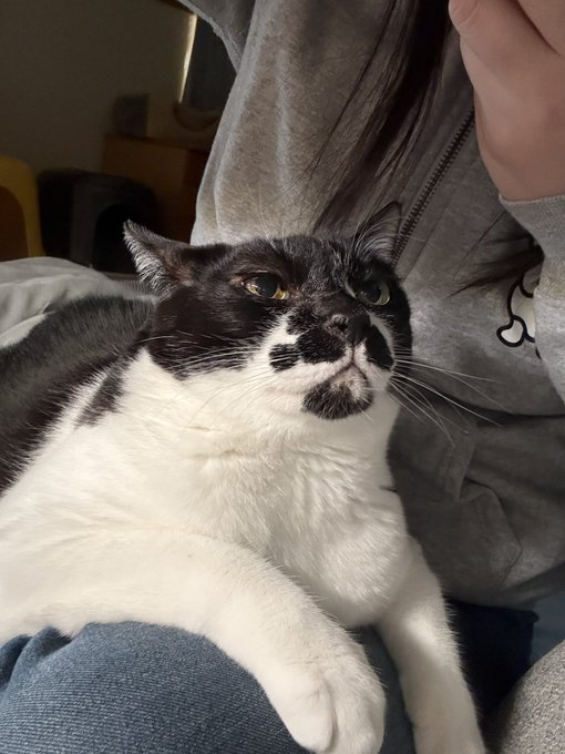 朝ごはん食べてたら膝によじ登ってきてこの顔である
かわい…かわい…
早く帰りたい………😭💕 