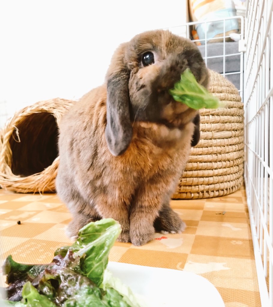 今日はサニーレタス🥬