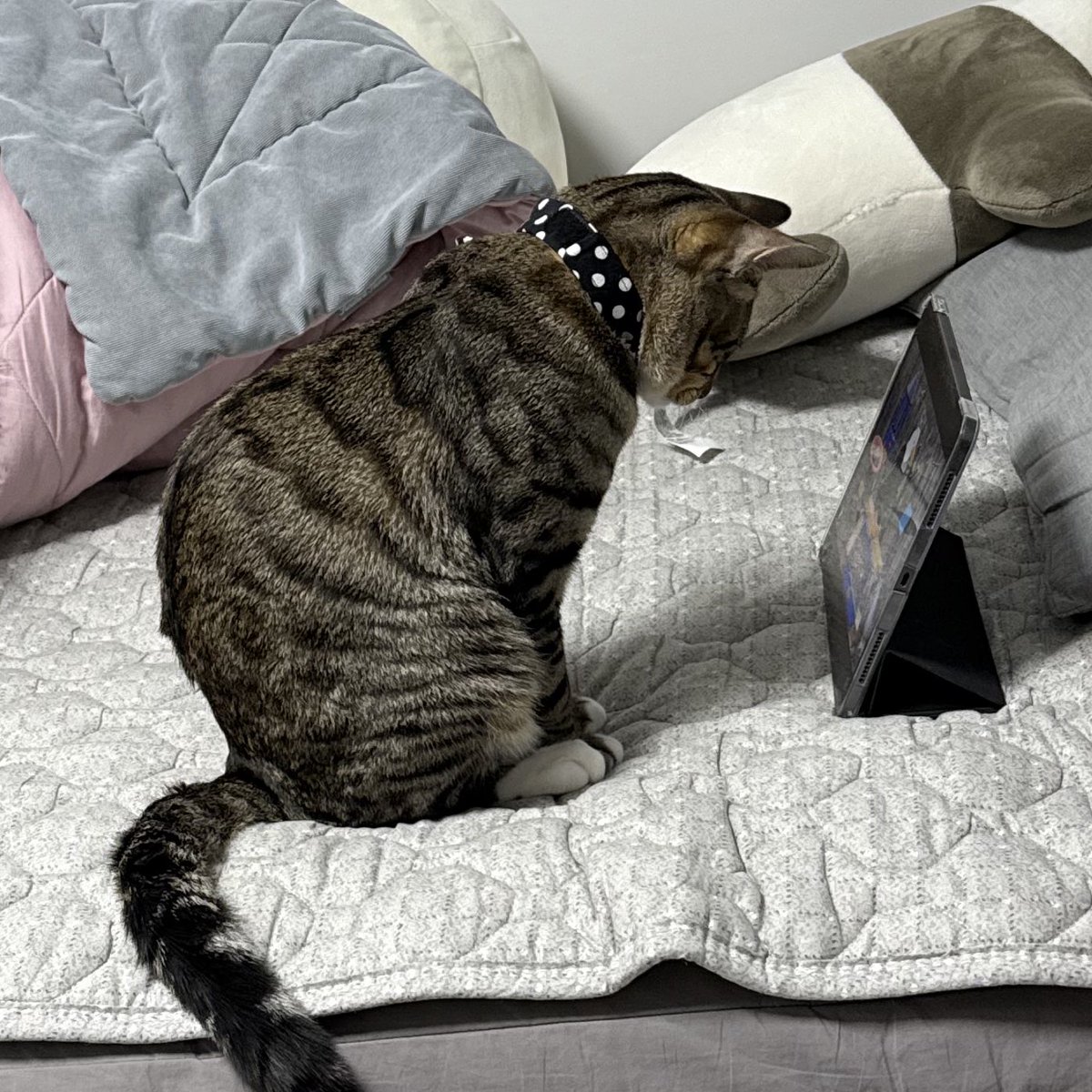 나를 너무방해해서 뽀로로 틀어줌