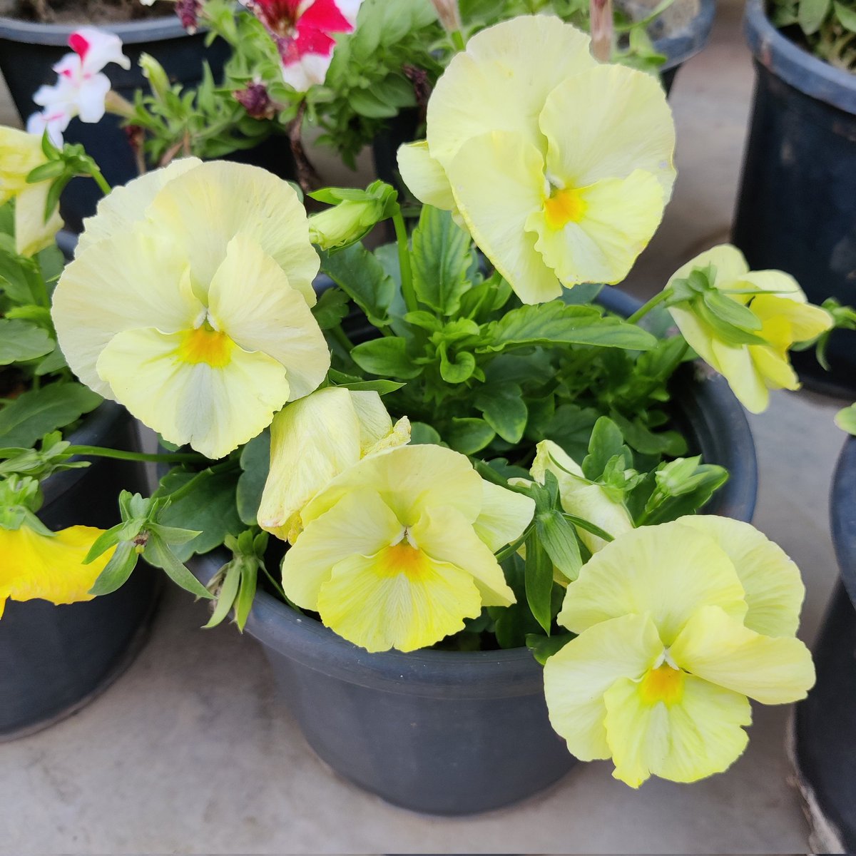 Good morning friends 🌹🙏 
Flowers #Gardening #Nature