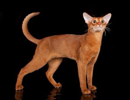 thisispxwer's tweet image. ล่าสุดชาวเน็ตค้นพบแมวสายพันธุ์ใหม่
อะบิสสิเนี่ยน                                           อะบิสสะแน่น