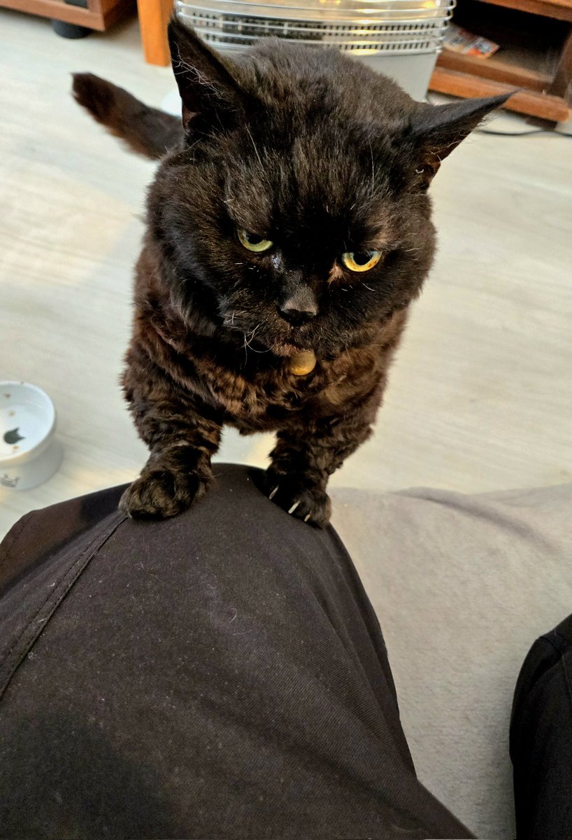 ラムキンのにゃむ+世話係コウ (@garaku1972) / Posts / X