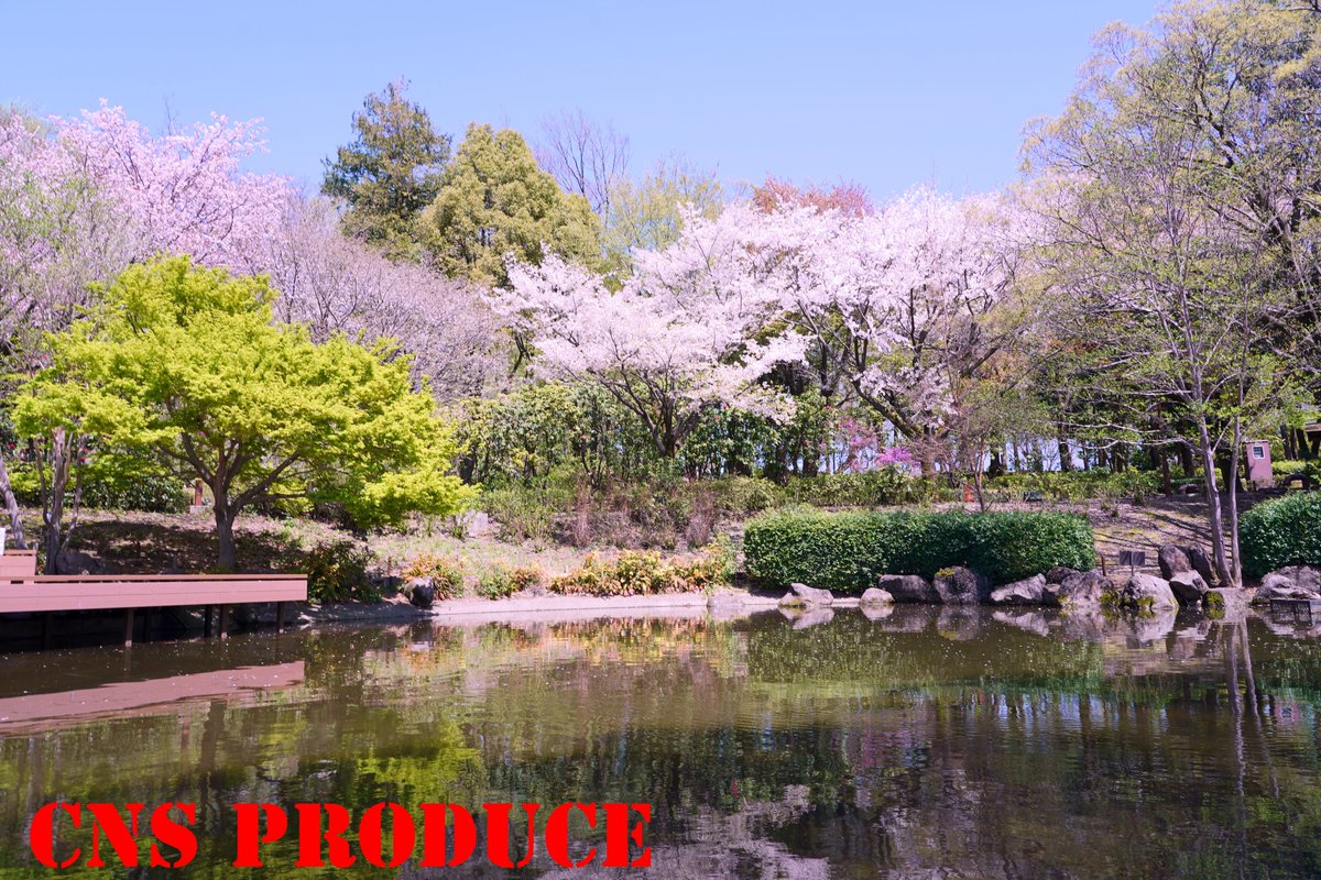 🌸北公園の桜 企画🌸 チケット販売中ですよ🔔 北公園の桜は迫力満点